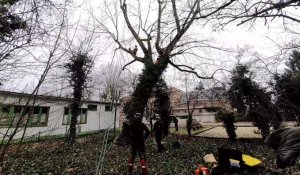 Les élagueurs du lycée horticole de Lomme dans les arbres de Santes