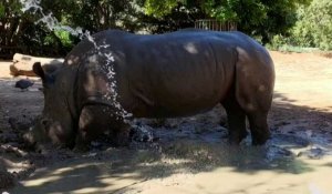 Australie: un rhinocéros prend un bain de boue dans un zoo à Perth