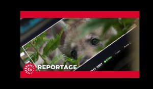 MYSTÈRE - Un tournage avec un animal sauvage (making-of)