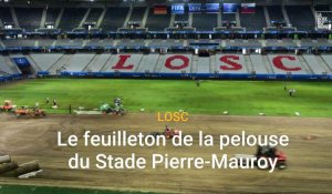 Le feuilleton de la pelouse du LOSC