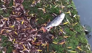 Une inquiétante pollution dans l'étang du parc urbain de Lomme, des dizaines poissons asphyxiés
