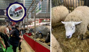 Hainaut : en direct du Salon de l'agriculture