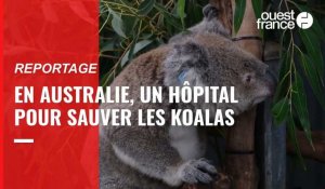 VIDÉO. En Australie, cet hôpital sauve les koalas depuis près de 50 ans