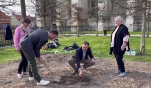Saint-Omer : l'association Houblonnière solidaire audomaroise plante ses premiers pieds de houblon