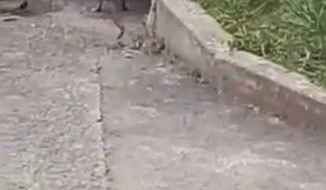 Des rats au pied du Foyer départemental de l'Enfance de Charleville-Mézières