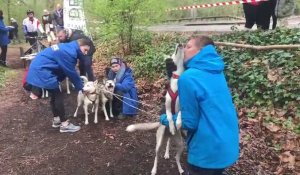 Courses de chiens de traîneau en forêt de Phalempin