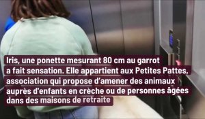 Ardennes : Iris, une ponette en visite au centre de santé de Charleville-Mézières