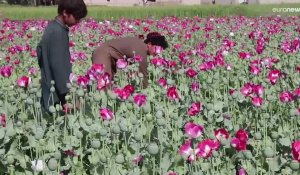 En Afghanistan, les talibans interdisent la récolte du pavot