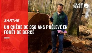 VIDÉO. En Sarthe, un chêne de 350 ans prélevé en forêt de Bercé 