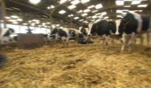 Un éleveur condamné à payer 100.000 euros pour le bruit et l'odeur de ses vaches