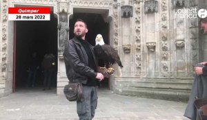 VIDEO. Un aigle en tournage à la cathédrale de Quimper 