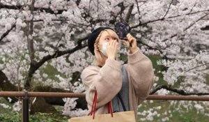 Japon : la saison des cerisiers en fleurs a commencé