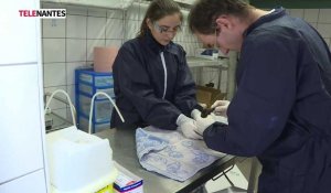 Grippe Aviaire : le Sud-Loire placé sous étroite surveillance