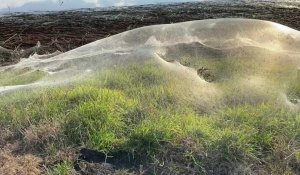 Des toiles d'araignée géantes recouvrent la côte australienne