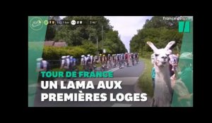 Au Tour de France, ce lama en bord de route n'est pas passé inaperçu