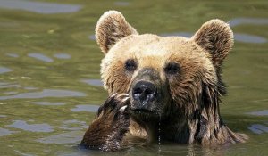 La canicule frappe les ours du sanctuaire du Kosovo