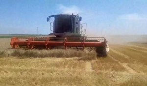 Les moissons battent leur plein (et leur grain) dans le Sud Ardennes