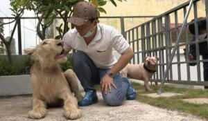 Cambodge: un lion utilisé comme animal de compagnie rendu à son propriétaire