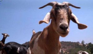 Californie: les chèvres, improbables alliées des pompiers