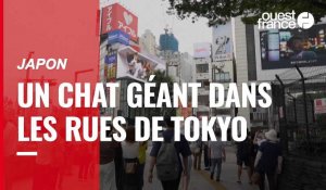 VIDÉO. Japon : Un chat géant illumine Tokyo