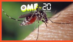 Moustiques: Non, il n'existe pas de «nouvelle sorte de piqûre» pouvant causer la mort