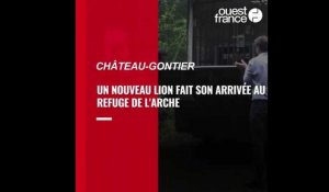 VIDEO. Le lion Safran est arrivé au Refuge de l’Arche à Château-Gontier
