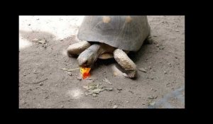 A Cupulatta : un chantier d'insertion pour alimenter les tortues
