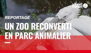 VIDÉO. À Pont-Scorff, un zoo reconverti en parc animalier pour « préserver les espèces menacées »