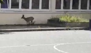 VIDÉO. Un chevreuil dans la cour d’une école en Mayenne 