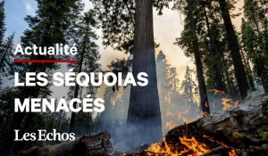 Les séquoias géants du parc Yosemite menacés par un violent incendie