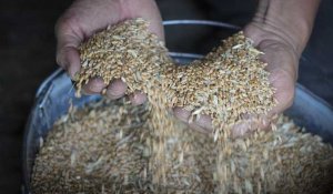 Ukraine : le casse-tête des exportations de céréales se poursuit