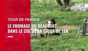 VIDÉO. Tour de France 2022 : le fromage du Beaufort, fierté locale dans le col de la Croix de Fer