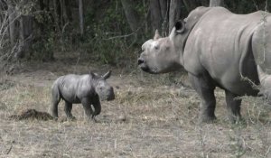 Au Mozambique, des rhinocéros réintroduits dans un parc naturel
