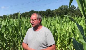 Le labyrinthe de maïs de Beauregard, à Aubry-du-Hainaut, ouvre le mardi 12 juillet