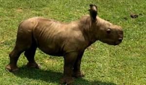 Le zoo national de Cuba accueille Ale, un bébé rhinocéros blanc
