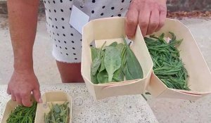 Renée Michon présente les végétaux de la baie de Somme
