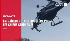VIDÉO. En hélicoptère, entraînement spectaculaire pour les chiens gendarmes bretons