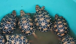 En Thaïlande, des tortues sauvées d'un contrebandier à l'aéroport