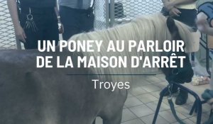 Troyes : le poney, nouvelle source d’apaisement au parloir