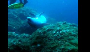 Un dauphin ambassadeur dans les eaux de Sainte-Maxime