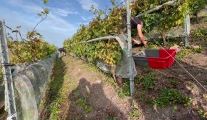 Vendanges 2023 au terril viticole d’Haillicourt