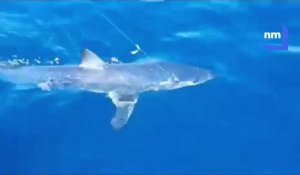 Un requin Mako d’1m20 pêché à Giens !  