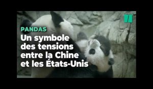 Les pandas chinois de ce zoo américain retournent en Chine à cause des querelles diplomatiques