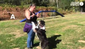 VIDÉO. Dog dancing : Aurélie danse avec Sally, sa chienne berger australien