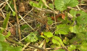 Frelon asiatique : la bête noire (et jaune) des apiculteurs