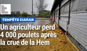 Tempête Ciaran : un agriculteur perd environ 4 000 poulets après le débordement de la Hem