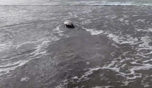 Un marsouin échoué sur la plage de Berck-sur-mer