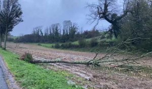 La tempête Ciaran a fait quelques dégâts dans le Pays-de-Lumbres