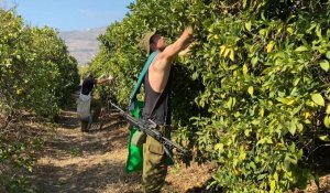 Des soldats israéliens cueillent des oranges avec des agriculteurs du nord d'Israël