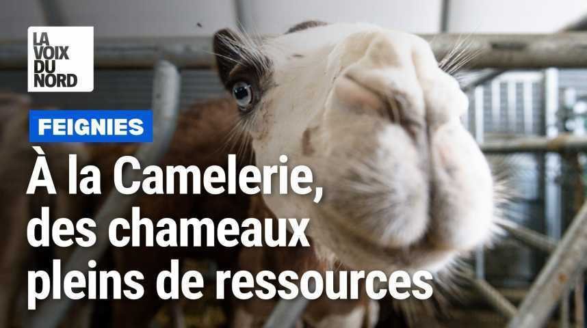 Le lait de Chamelle - La Camelerie